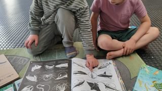 Onderzoek vogels