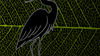 Reiger